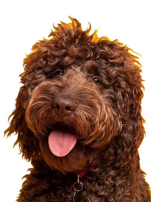 Antler Pumpkin Biscuits